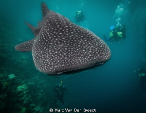 The big one by Marc Van Den Broeck 